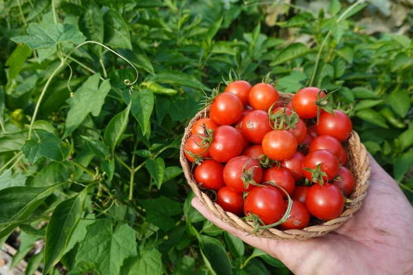 harvesting cherry tomatoes in the backyard garden with a wicker basket. harvesting summer fruit in the vegetable garden cherry tomato