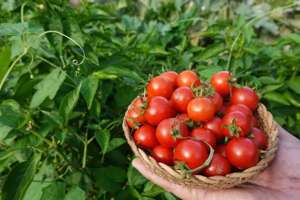 harvesting cherry tomatoes in the backyard garden with a wicker basket. harvesting summer fruit in the vegetable garden cherry tomato