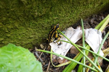 Semender evin yosunlu duvarının yanındaki bahçede saklanıyor.