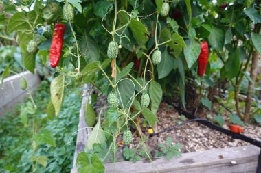 Arka bahçede biber yetiştiriyorum. Hasat için kırmızı dolma biber. Bahçe bahçesine kırmızı biber ekiyorum.