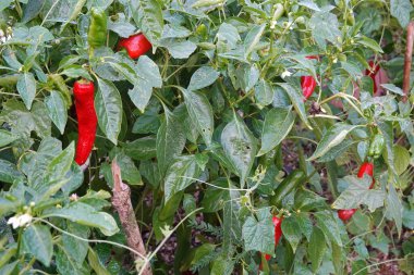 Arka bahçede biber yetiştiriyorum. Hasat için kırmızı dolma biber. Bahçe bahçesine kırmızı biber ekiyorum.