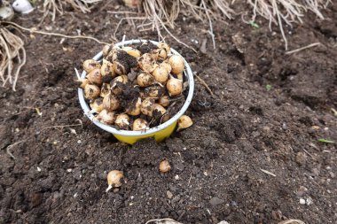 Ekmek için sarımsak tohumu. Arpacık soğanı sarımsak ekimi. Sarımsak soğanı yetiştirmek için toplanıyor. Sepet sarımsaklı sebze bahçesi.
