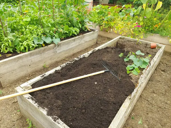 preparing a wooden bed for growing in the backyard garden. rake preparing the soil for planting seeds at home