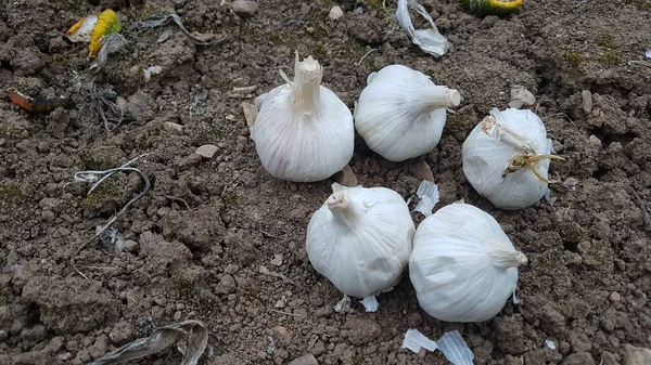 garlic head sowing in the backyard garden. how to grow garlic seeds in the organic vegetable garden at home