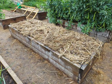 Yetiştirilmiş ahşap yataklı sebze bahçesi ailesi. bahar ekinleri. Toprağı bitki artıklarıyla süpür. toprak ekime hazır..