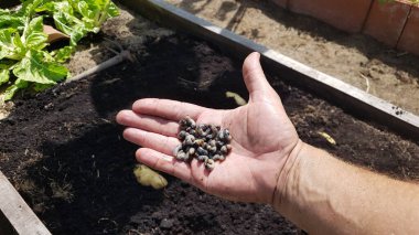 Çiftçinin elindeki kurtçuk. Mayıs Böceği 'nin sebze bahçesinde haşere. Bir sürü beyaz saman yiyeceği.