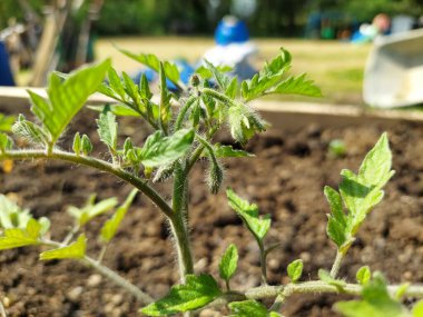 Sebze bahçesinde büyüyen domates çiçeği. domates bitkisinin makro detaylı fotoğrafı.