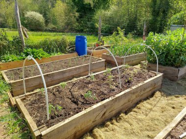 Hobi olarak çoklu tünelde domates yetiştirme. Yükseltilmiş bir ahşap yatakta domates ekimi için bir tünel hazırlıyorum..