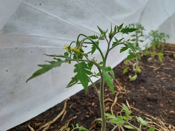 tomato cultivation in a hobby polytunnel. preparing a cultivation tunnel in a raised wooden bed for tomato planting.