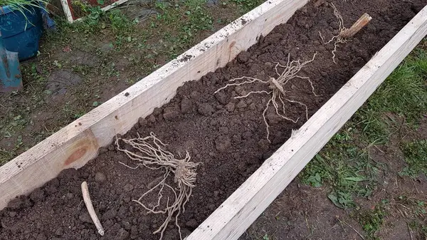 planting asparagus roots in the vegetable garden. asparagus root ready to plant in raised wooden bed.