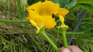 Balkabağının meyvesini elle ve evde tozlaştırın. Balkabağı çiçekleri kullanarak polen toplamak ve meyve toplamak..