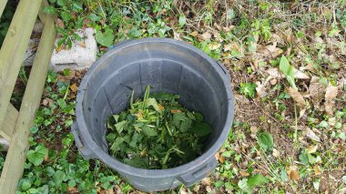 Bitki bahçesini ve bitkileri gübrelemek için kozalak püresi. Sebze bahçesi için tıbbi bitkilerle ev yapımı gübre..