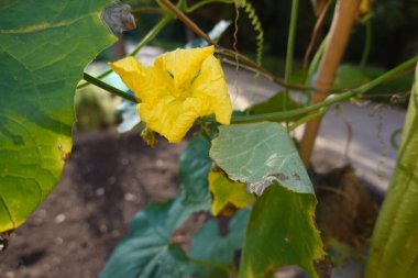 Sarı lifli kabak çiçeği yapraklarla bitkinin üzerinde olgunlaşıyor. Bahçe bahçesinde kabak yetişiyor..