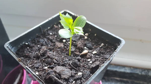 apple tree germinated from seed. apple seed growing in pot in the kitchen.