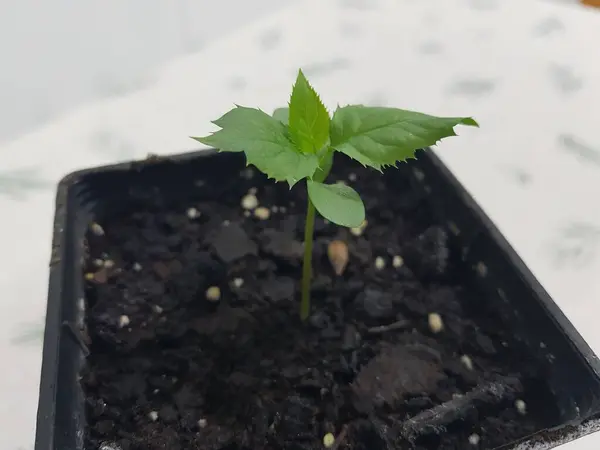 apple tree leaves germinated from seed. apple seed growing in pot with soil in the kitchen.