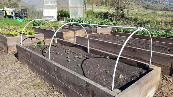 vegetable garden with raised wooden beds with greenhouse in the background. tunnel with thermal blanket to protect crops.