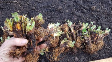 Çiftçinin bahçeye ektiği çilek konsepti.