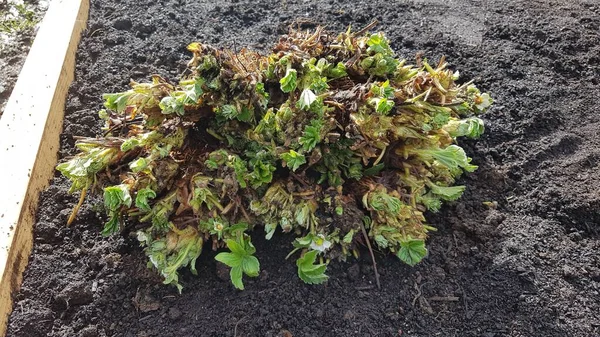 stock image many above-ground strawberries to grow. planting strawberries in the vegetable garden