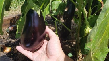 Patlıcan hasat eden çiftçi. Olgun patlıcan mahsulü. mor patlıcan.