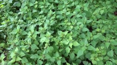 Yabani ısırgan otu tarlası. Isırgan otları rüzgarla hareket etti. Çiçekli ve tohumlu ısırgan otları.