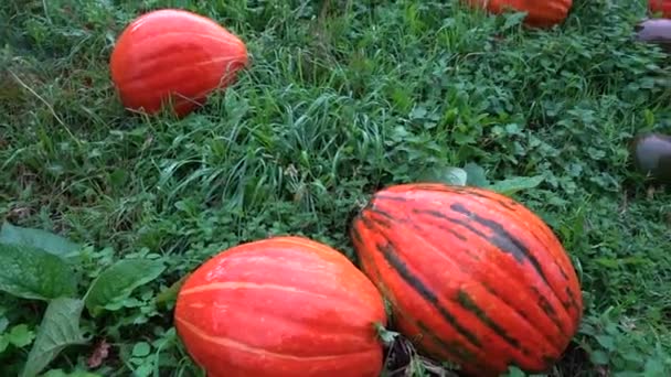 수확을위한 호박의 성숙한 호박의 할로윈 펌킨스 — 비디오