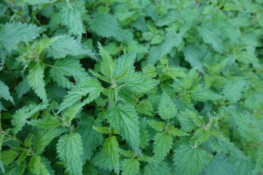 Doğadaki ısırgan otu tarlası. Tarlada yetişen yabani ısırgan otları. Isırgan çiçeği. tıbbi bitki.