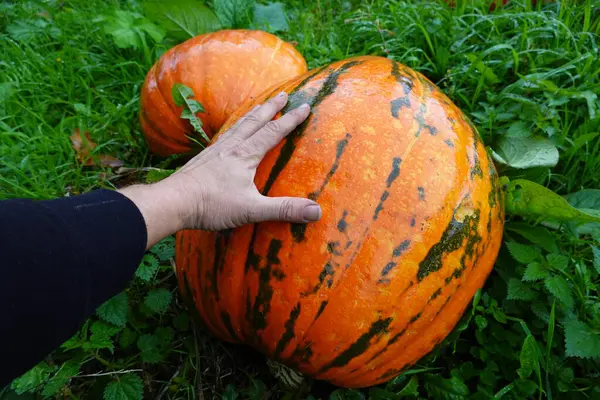 farmer\'s hand contentedly harvesting giant pumpkin. field of ripe pumpkins