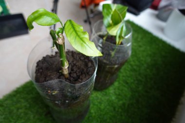 Mutfakta yetişen limon ağacı kesimi. Limon ağacını kesmek için geri dönüştürülmüş şişe kabı. Genç limon ağacından filizlenen yapraklar.