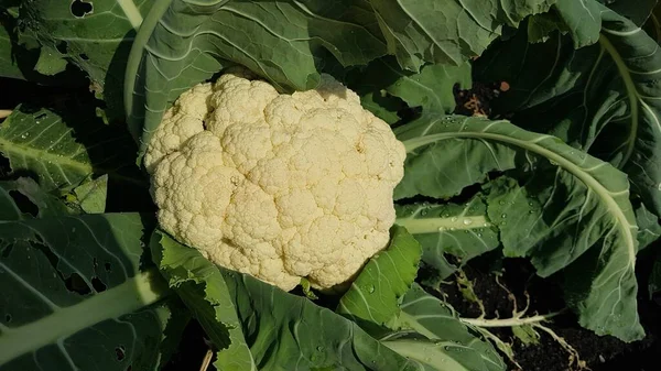 cauliflower cultivation, cauliflower plant for harvesting. cauliflower perfect for harvesting in urban vegetable garden