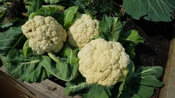 cauliflower harvesting in the urban vegetable garden. harvesting cauliflower in raised beds. cauliflower cultivation.