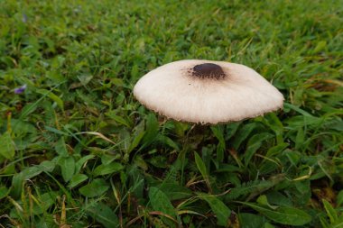 Tarlada çim üzerinde mantar, mantar tarlasında lepiota yetişiyor. Mantar mantarı konsepti. Mükemmel ve güzel mantar..