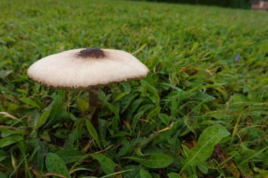Lepiota Procera mantarı çimenlerde yetişiyor. Uzun ince bacaklı, kayan yüzüklü ve büyük pullu şapkalı güzel..