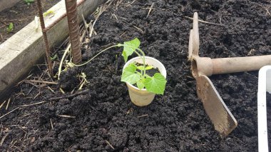 Tohum yatağında büyüyen fare kavunu bitkisi. Yükseltilmiş ahşap yatakta karides yetiştiriciliği. Çapa nakli.