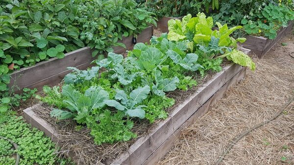 cultivation of cabbage, chard and endive in a raised wooden bed. concept of crop association in the vegetable garden. escarole