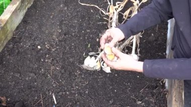 Adamın elleri sarımsak kafalarını sebze bahçesinde dikmek için açıyor sebze bahçesinde sarımsak karanfillerini ayırıyor.