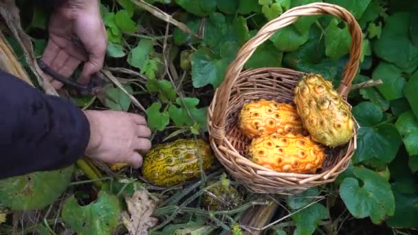 Kiwano Ernten Gemüsegarten Mann Sammelt Gelee Melone Weidenkorb — Stockvideo