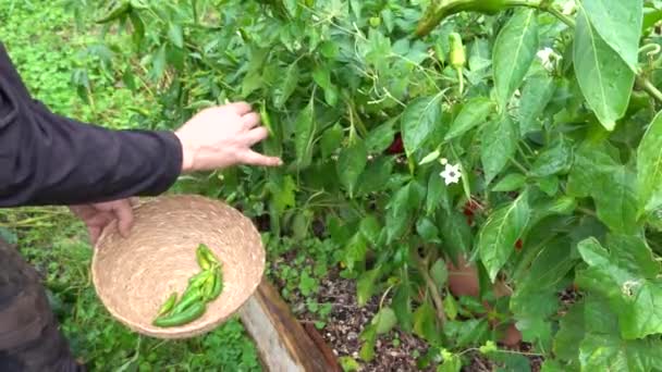 Muž Sklízí Papriky Malých Zelených Proutěném Koši Sklizeň Papriky Zeleninové — Stock video