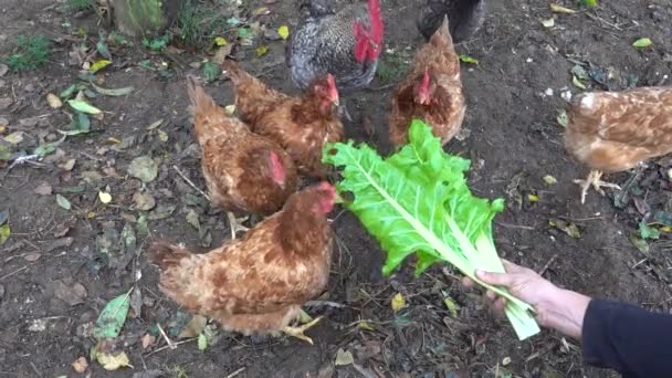 人工喂小鸡新鲜的沙丁叶 鸡的天然和有机饲料 — 图库视频影像