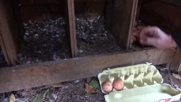 男人的手在自家做的鸡舍里收集有机鸡蛋 大量生产鸡蛋 — 图库视频影像