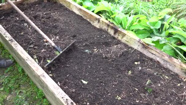 人在蔬菜园里耙 用泥土耙起一张凸起的木床 以清洁和平整它 — 图库视频影像