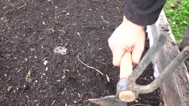 农民的小手用锄头为菜园的耕作准备土壤 — 图库视频影像