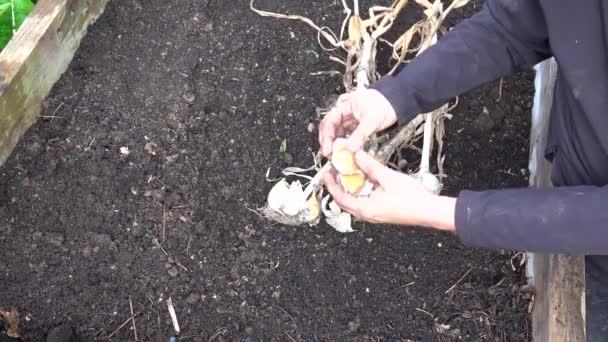 Χέρια Ανθρώπου Που Ανοίγουν Κεφάλια Σκόρδων Για Φύτευση Λαχανόκηπο Διαχωρίζοντας — Αρχείο Βίντεο