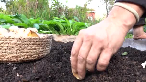 Κοντινό Πλάνο Των Χεριών Του Ανθρώπου Που Καλλιεργούν Σκόρδο Φύτευση — Αρχείο Βίντεο