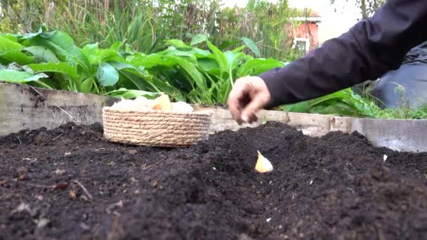 Bir Adamın Elleri Kaldırılmış Yataktaki Sebze Bahçesine Sarımsak Yerleştirirken Sarımsak — Stok video