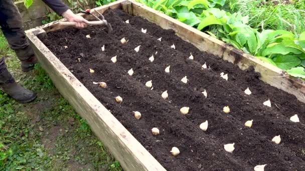 Muž Pěstující Česnek Zeleninové Zahradě Kopání Čerstvě Zasazeného Česneku Brázdách — Stock video
