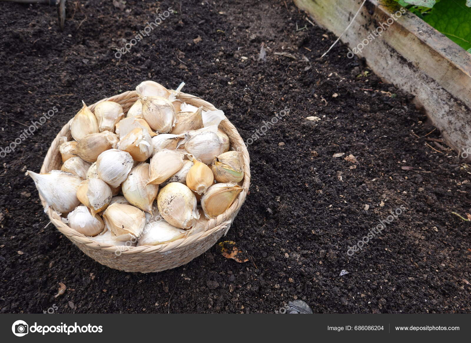 Basket Garlic Cloves Ground Grow Planting Garlic Cloves Vegetable 