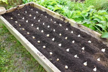 Sebze bahçesine sarımsaklı karanfil ekilmiş ahşap bir yatak. Sebze bahçesinde sarımsak yetiştirme