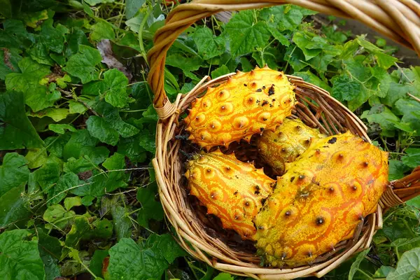 harvesting kiwano in the vegetable garden. man collects jelly melon in a wicker basket