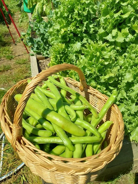 broad beans harvested in the vegetable garden. wicker basket with broad beans harvested in the vegetable garden.