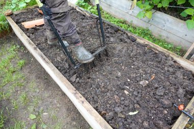 Sebze bahçesinde çalışmak için çift saplı dirgenle çalışan bir adam. Yetiştirilmeye hazır ahşap yatak..